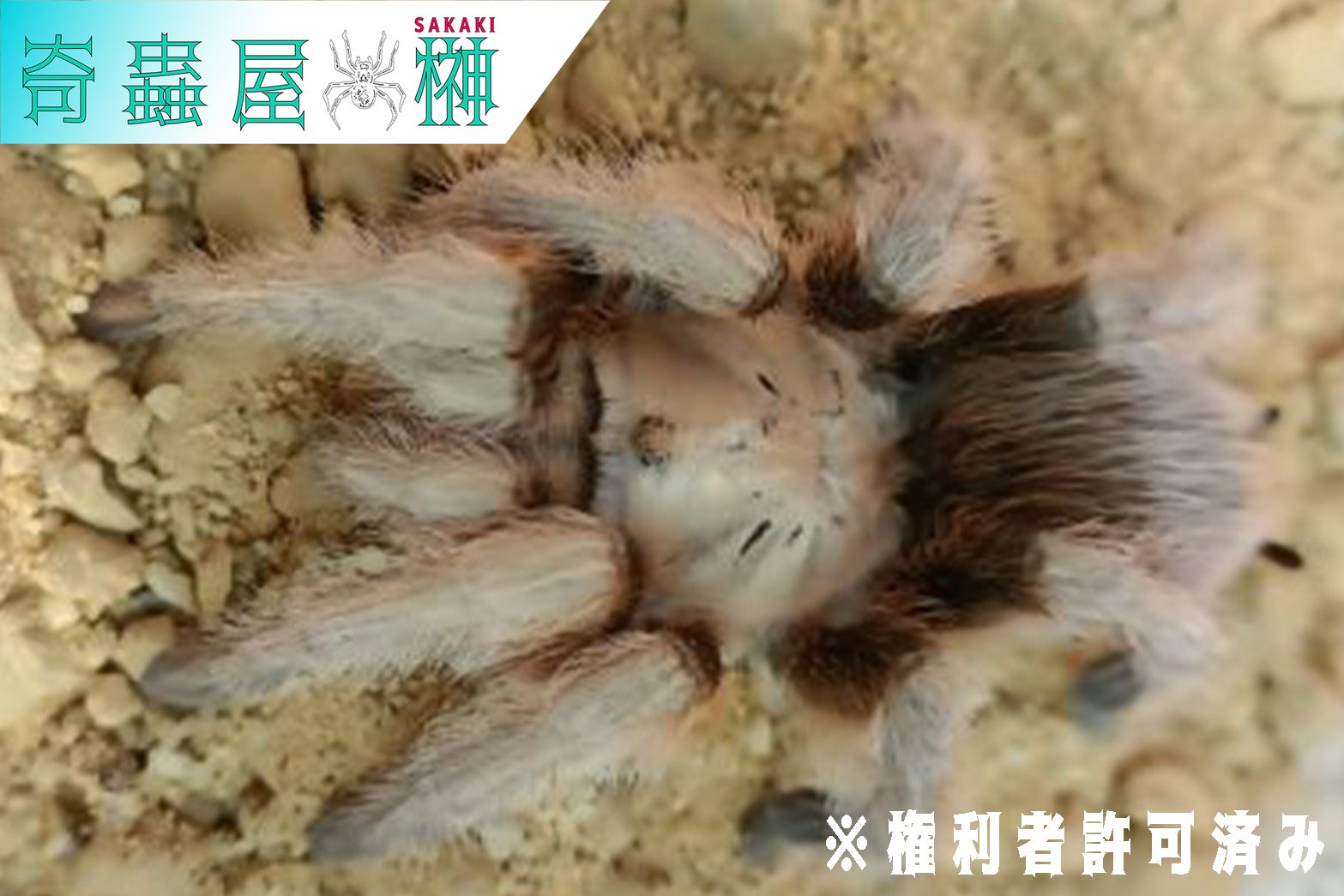 Theraphosa（テラフォサ）属の飼育方法 | 奇蟲屋 榊（タランチュラ通販店）